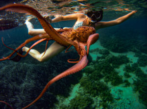 snorkeling in gozo malta , octopus swimming