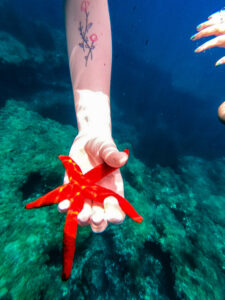 snorkeling in gozo malta star fish